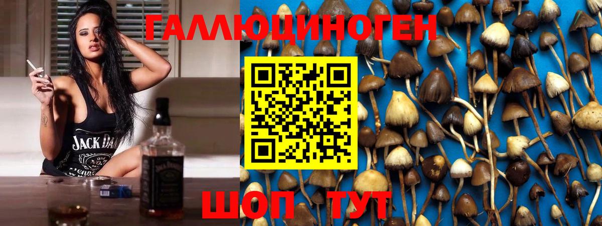 Псилоцибиновые грибы Psilocybe Нальчик